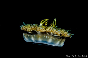 UFO (upside down Jellyfish) by Henrik Gram Rasmussen 